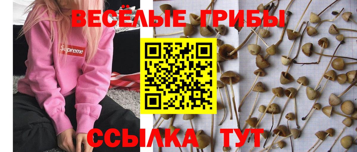 Псилоцибиновые грибы Cubensis  Вход с VPN  Муравленко 